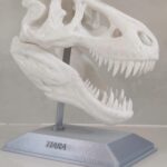 t rex dinosaur skull sculpture with display stand
