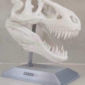 Home t rex dinosaur skull sculpture with display stand