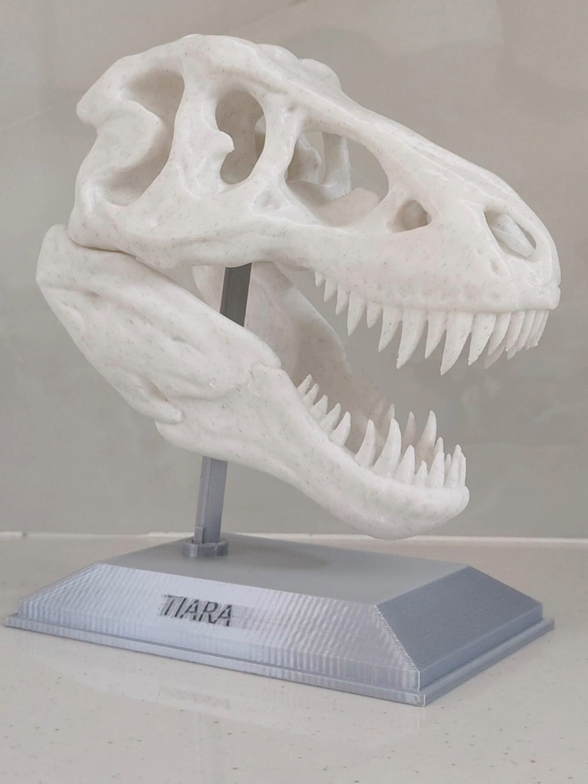 t rex dinosaur skull sculpture with display stand